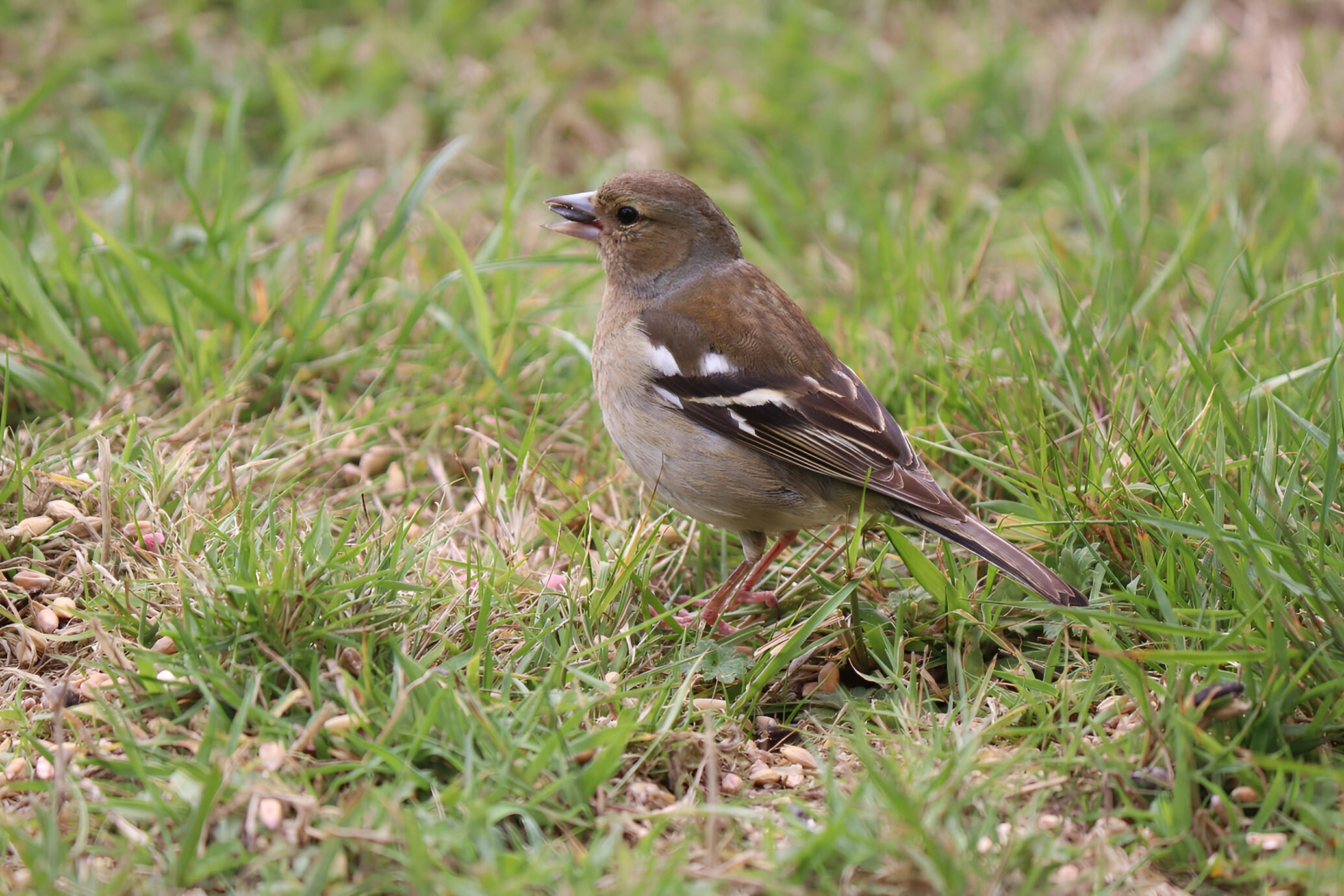 Vitae diam dignissim